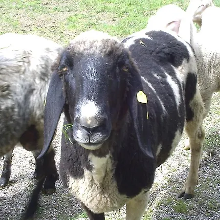 Apartament Temelerhof Gries im Sellrain