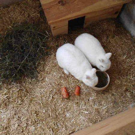 Temelerhof 아파트 그리스 임 젤라인